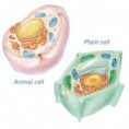 Plant And Animal Cells